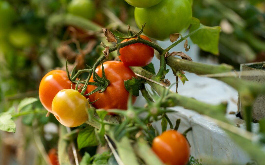 5 Dietary Tips to Enhance Egg Health and Improve FertilityDiscover how proper nutrition can support egg health and boost fertility by Sarah Laver