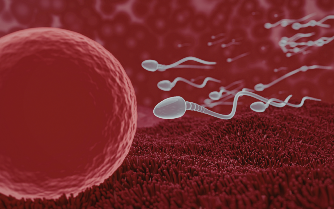 How Nutrition can Support the Quality of your Eggs by Sandra Greenbank